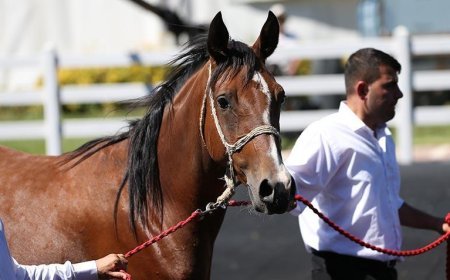 TİGEM tay satışından 25 milyon 225 bin lira gelir elde etti