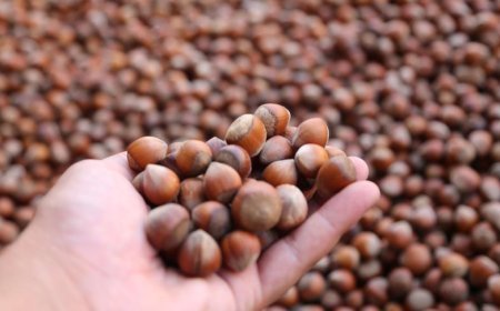 Ordu’da üreticilerin fındık kurutma mesaisi başladı