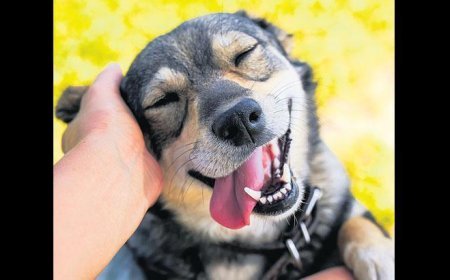 Can dostları terk edene ceza yağdı