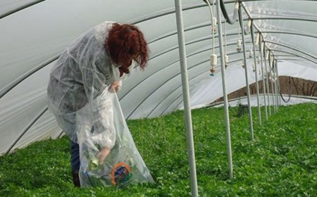 Pestisitte reçeteli dönem