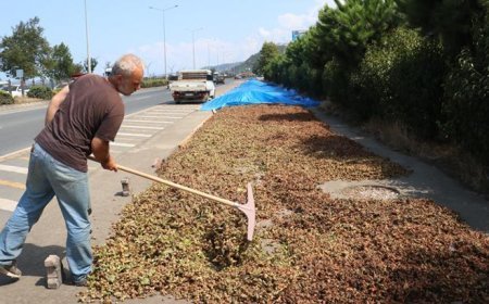 Karadeniz Sahil Yolu'ndaki kaldırımlarda fındık kurutma mesaisi