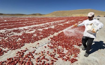 Misafir olarak geldikleri yörede üretime başladılar: 'Daha önce buralar bozkırdı'