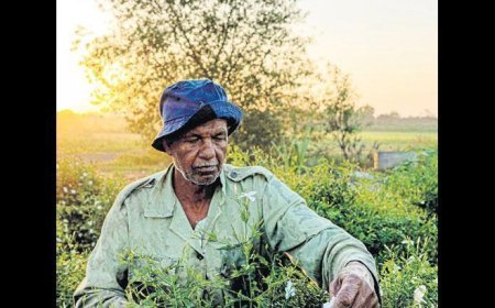 Yasemin tarlalarında kuraklıkla mücadele