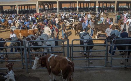 Tarım Bakanlığı'ndan şap hastalığına ilişkin açıklama: 24 ildeki hayvan pazarları yeniden açıldı