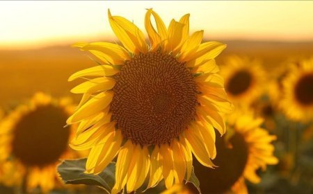 Ayçiçeği tohumu ve yağında gümrük vergileri yeniden düzenlendi