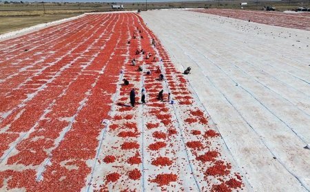 Şanlıurfa'da kuraklık ve aşırı sıcak domates üretimini düşürdü