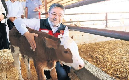 Yumaklı: Sütçü ırk sığırları etçi ırklarla melezleyeceğiz