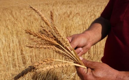 İklim değişiyor rekolte azalıyor