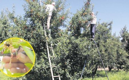 En büyük hasarı zirai don verdi