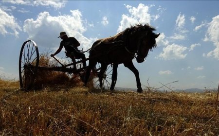 Kars'ta çiftçiler tarlalarındaki son buğdayları hasat ediyor