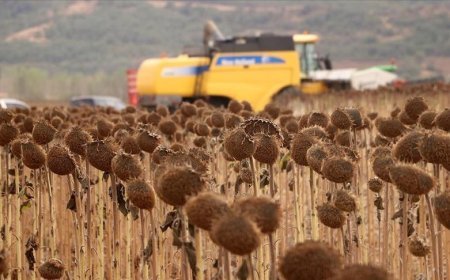 Anıza ekim yöntemi, verim artışıyla ayçiçeği üreticisini sevindirdi