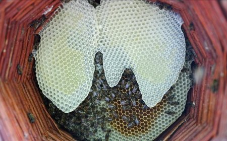 Karakovan bal üreticileri hasada yüksek verimle başladı