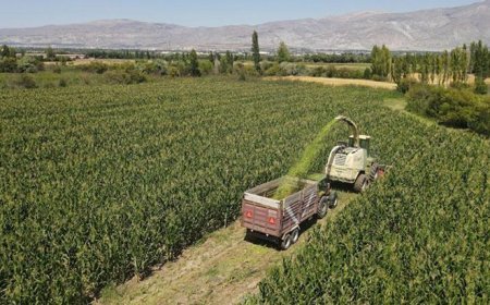 Erzincan'da silajlık mısır üretimi hayvancılığı güçlendirip besiciye kazanç sağlıyor