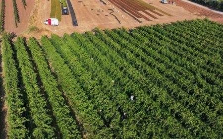 Manisalı çiftçilerin kuru üzüm nöbeti