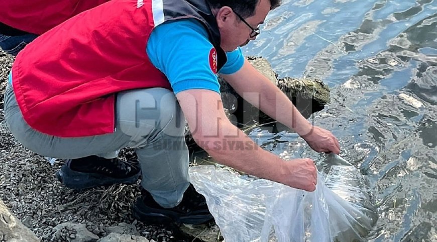 Tekirdağ'da göletlere 975 bin sazan yavrusu bırakıldı