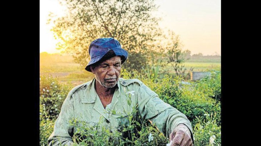Yasemin tarlalarında kuraklıkla mücadele