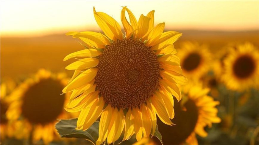 Ayçiçeği tohumu ve yağında gümrük vergileri yeniden düzenlendi