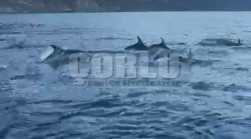 Balıkçı teknesinin yanına gelen yunusların muhteşem görüntüsü