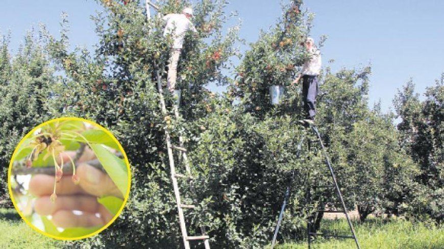 En büyük hasarı zirai don verdi