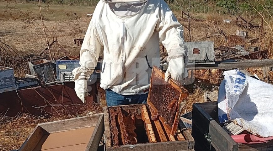 Muratlı'da bal üreticileri hasattan memnun