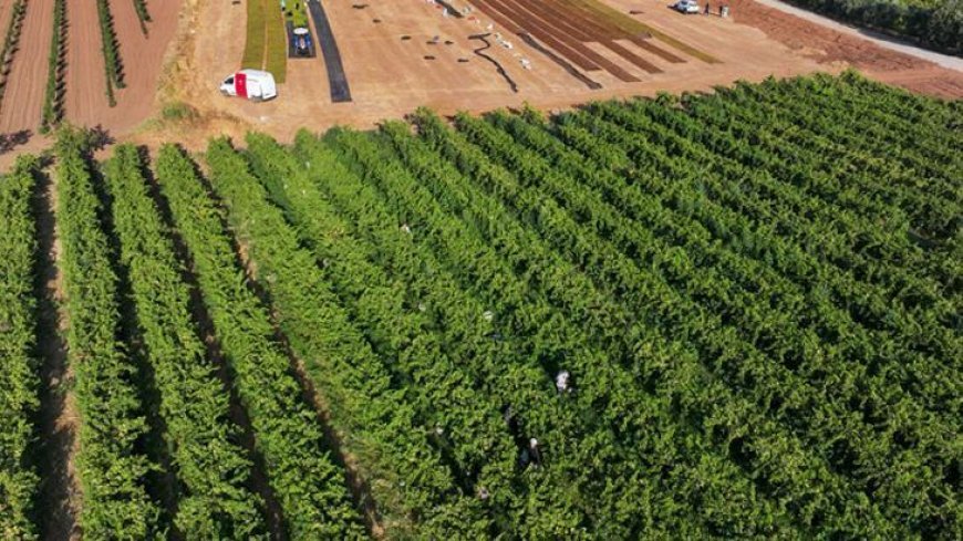 Manisalı çiftçilerin kuru üzüm nöbeti