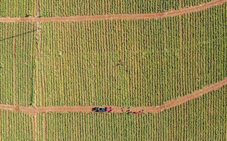 Kiraladıkları tarlalarda çadır kurup sebze yetiştiriyorlar