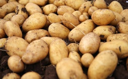 Ağustosta fiyatı en çok artan ve azalan ürünler belli oldu