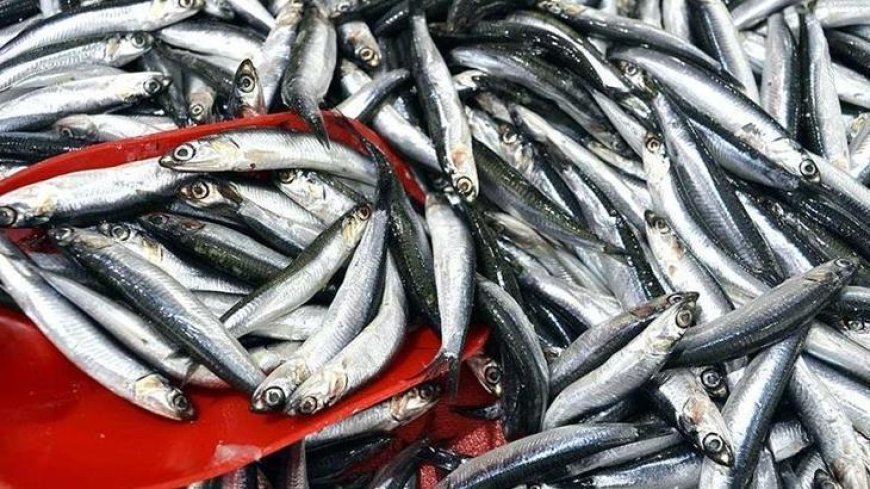 Hamsi ihracatından 8 ayda 9,9 milyon dolar kazanç