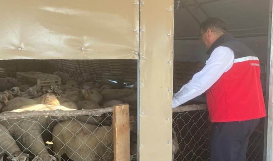 Tekirdağ’da hayvancılığa yakın takip