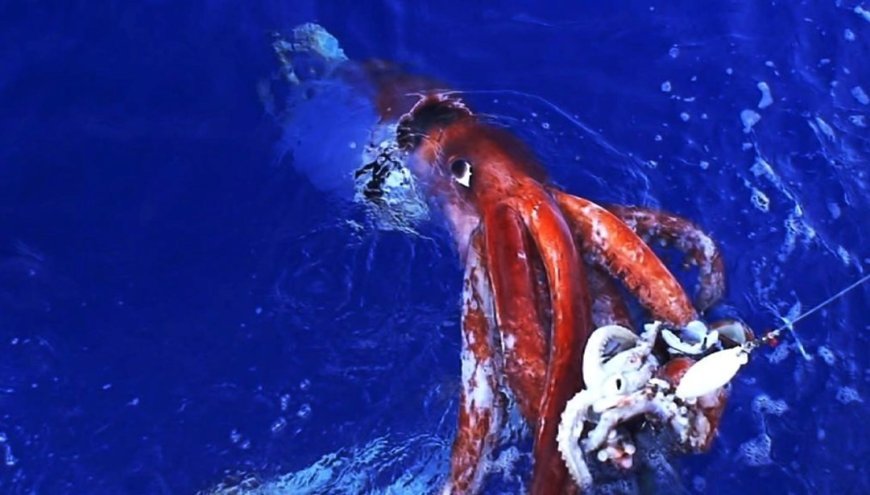 Mürekkep balıkları, çocuklara yönelik zeka testini geçti