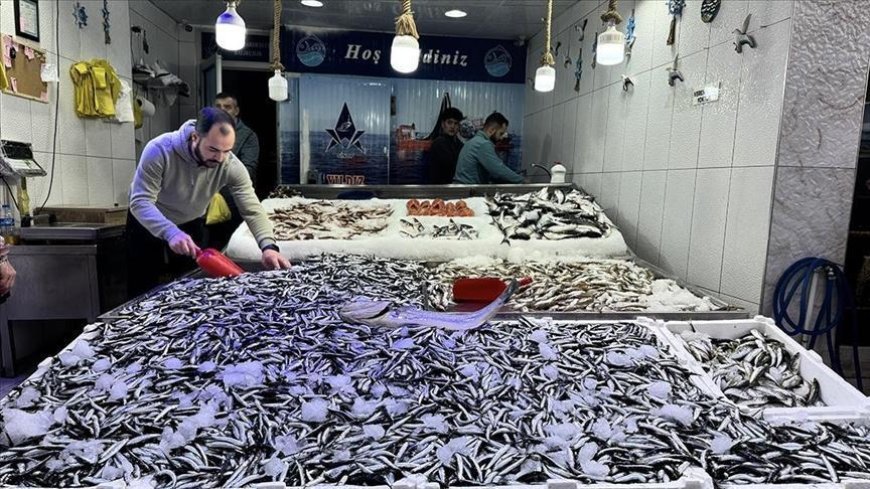 Hamsi avcılığı hem balıkçıyı hem tüketiciyi memnun etmeyi sürdürüyor
