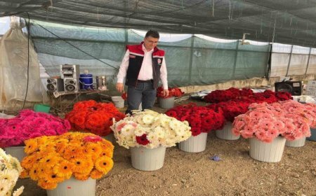 Serada sebzeden gerberaya: Üretim çeşitliliği dikkat çekiyor