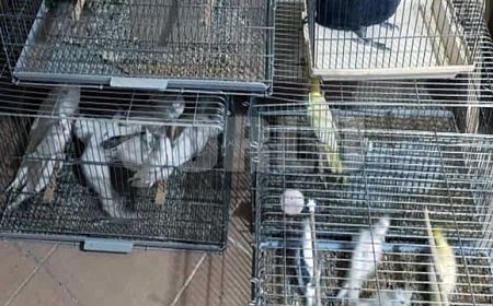 Çorlu'da Egzotik Kuş Operasyonu: Ceza yağdı