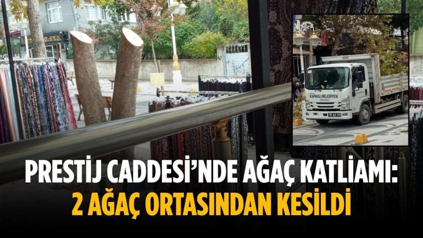 Prestij Caddesi’nde ağaç katliamı: 2 Ağaç ortasından kesildi