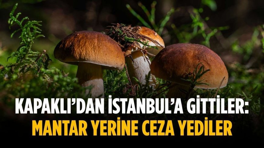 Kapaklı’dan İstanbul’a gittiler: Mantar yerine ceza yediler