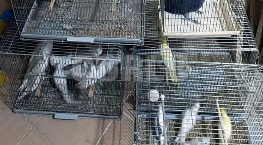 Çorlu'da Egzotik Kuş Operasyonu: Ceza yağdı