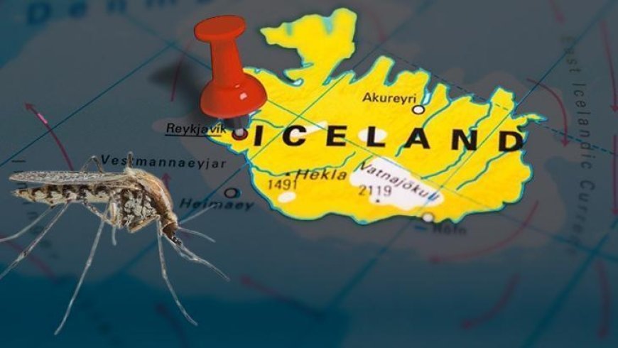 İzlanda'da ilk sivrisinekler: Hiç görülmez deniyordu ama değişti! Türkiye de tehlike mi?