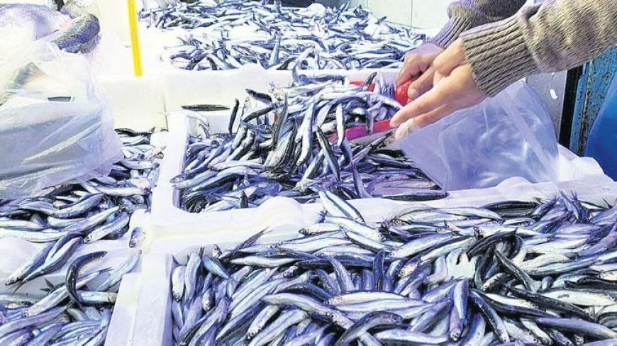 Esnaf ve vatandaş ucuz hamsiyle güldü