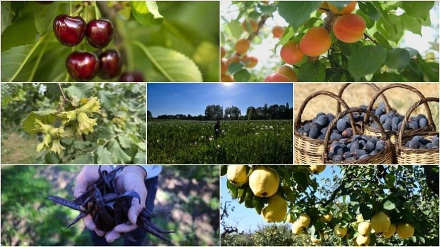 Türkiye tarımda 7 üründe dünya lideri oldu