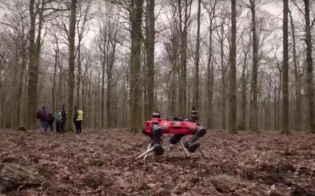 Robot köpek ormanlarda görevde gerisini kurtlar düşünsün