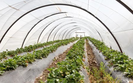 Kışın da üretimi devam ediyor, kilosu 200 liradan başlıyor