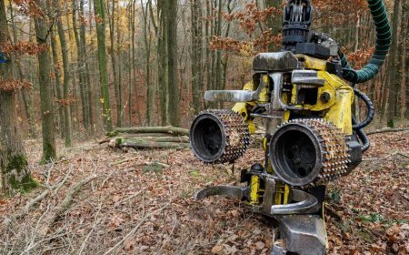 Almanya'da ağaç dalları araba lastiklerine dönüyor