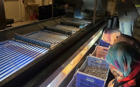 Burada 160 lira marketlerde 500 lira. Hasat bitti, fabrikalarda işleniyor