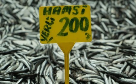 En ucuz balık olarak tezgahtaydı. Kilosu 200 TL'ye ulaştı