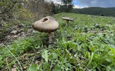 Bilgisayarların geleceği mantarlar. Bilimkurgu gerçeğe dönüşüyor