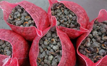 Sayıları her geçen gün artıyor. Karadeniz için büyük tehlike