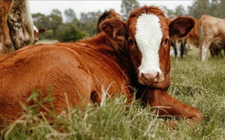Hayvancılık işletmelerinde damızlık amacıyla kullanılacak hayvanlara ilişkin usul ve esaslar düzenlendi