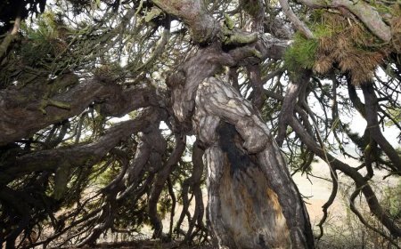 Aşağı doğru uzanıyor, şemsiyeyi andırıyor. 400 yıllık asırlık çam şekliyle dikkat çekiyor