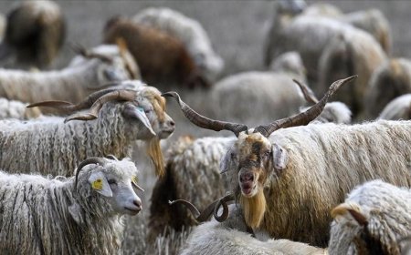 Tiftiğin ekonomiye kazandırılması için destek mekanizmaları geliştirilecek