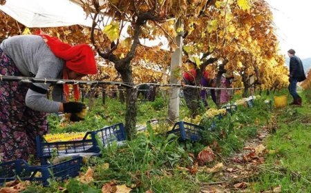 Hasatta sona yaklaşıldı, yağmur ve çamura rağmen tamamlandı. Ünü dünya çapında